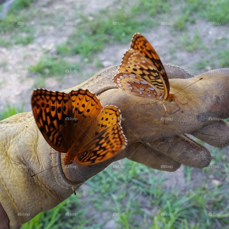 Butterflies on hand