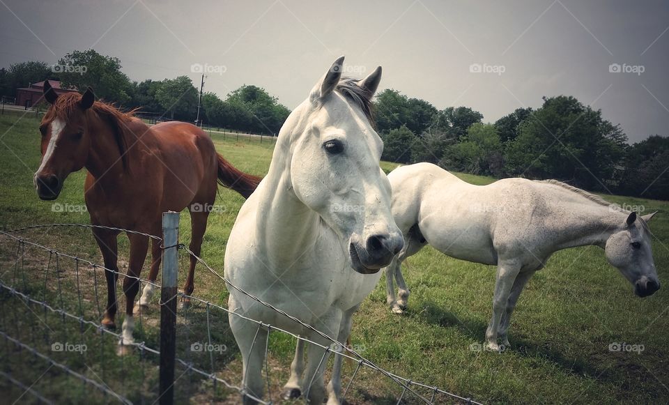 Three Horses Looking Over a Fence in a Pasture