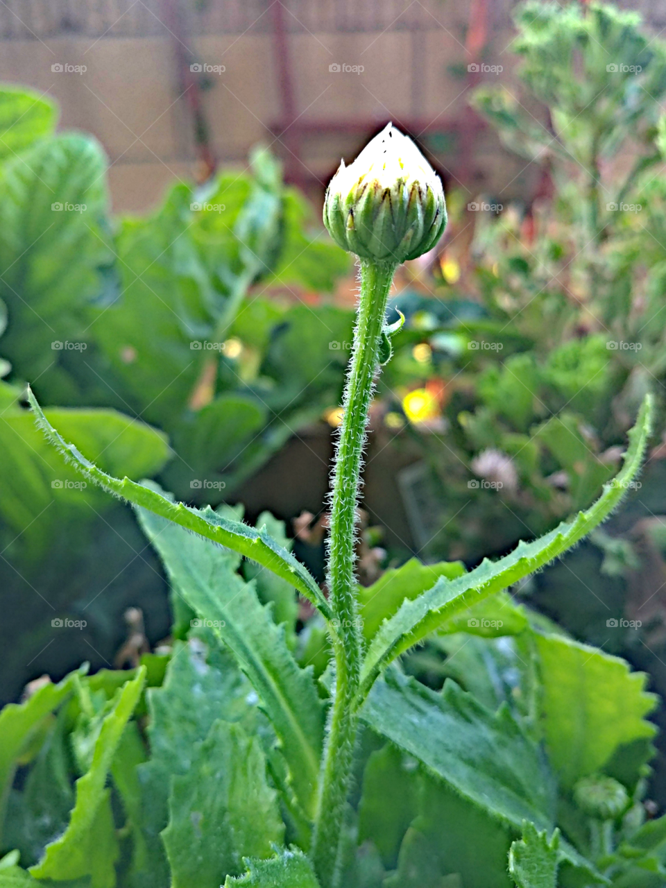 Shasta Daisy Bud