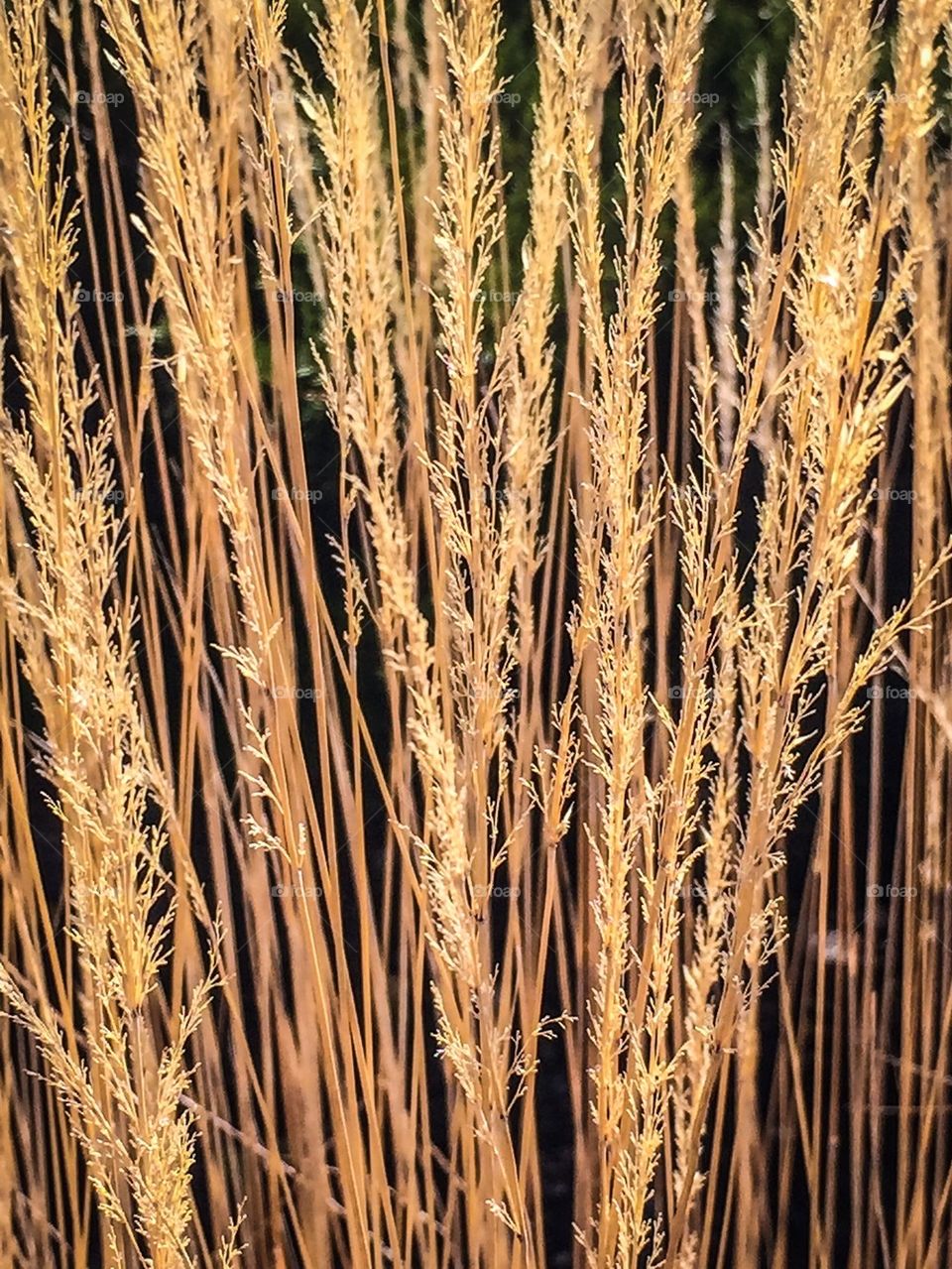 Amber Waves Of Grain