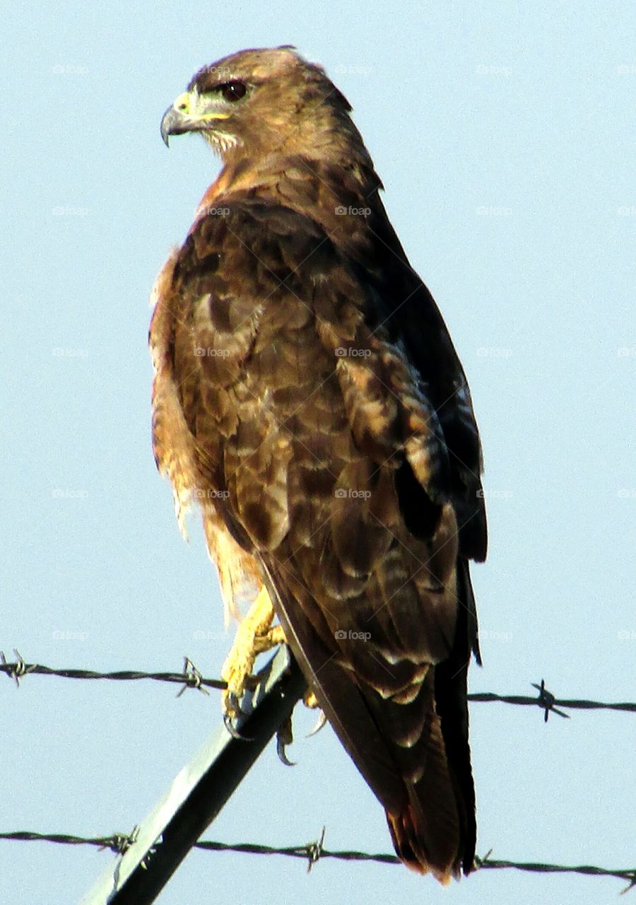 Hawk looking hungry