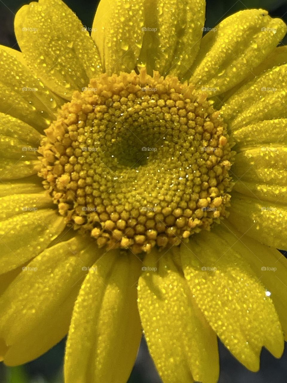 Spring. Flores irradiando a energia vibrante da primavera.