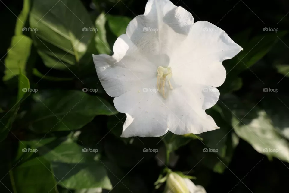 beautiful blossum