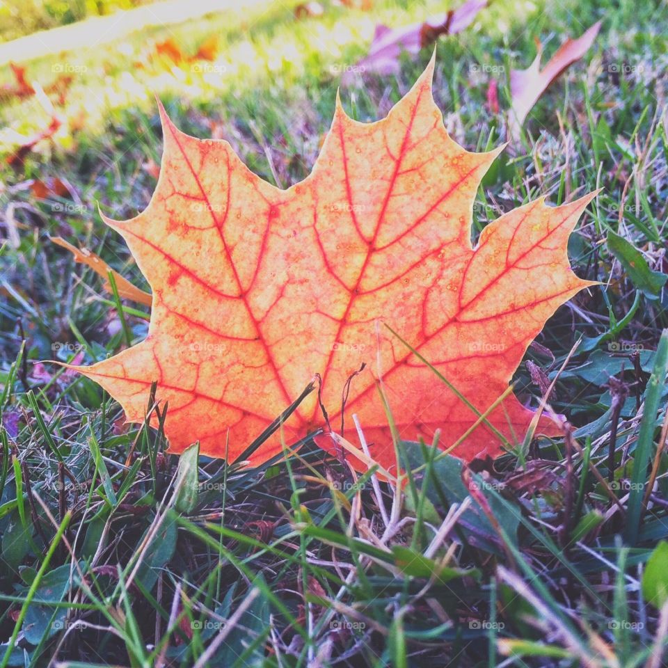 Sunlight through a leaf