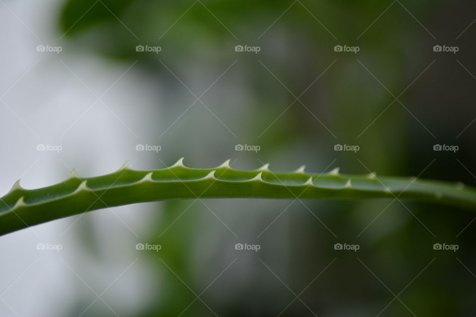 aloe