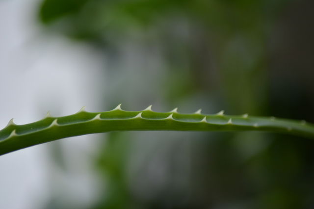 aloe