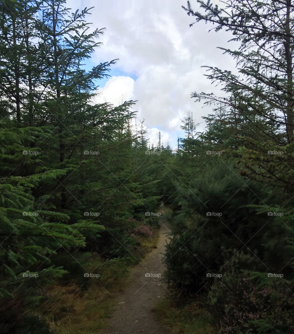 Conifer, Tree, Landscape, No Person, Evergreen