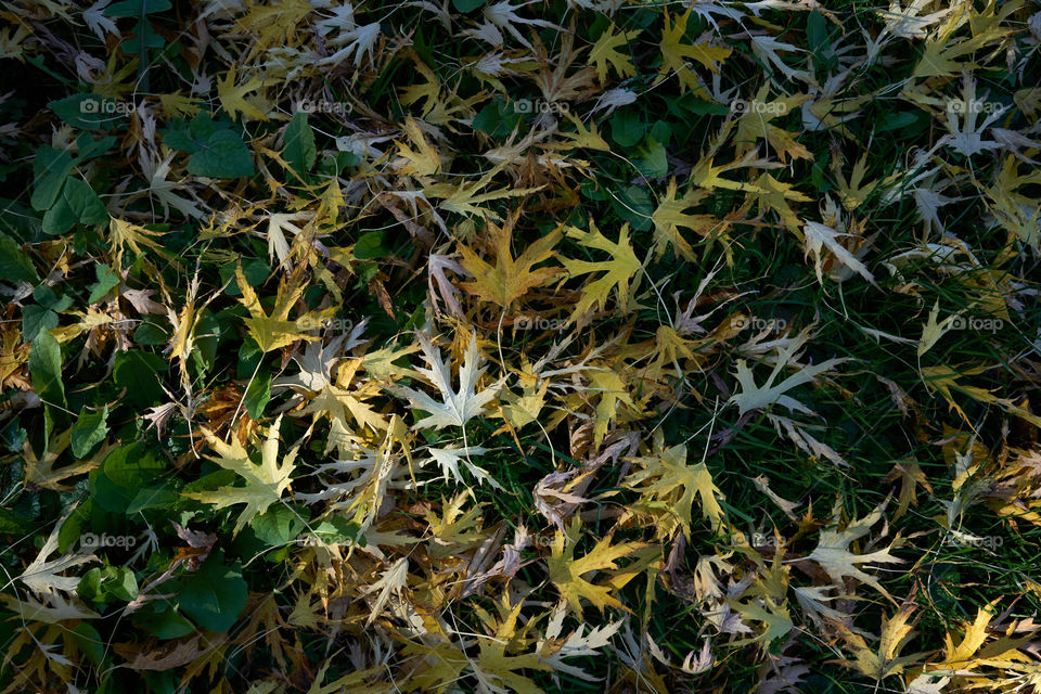 Autumn leaves 