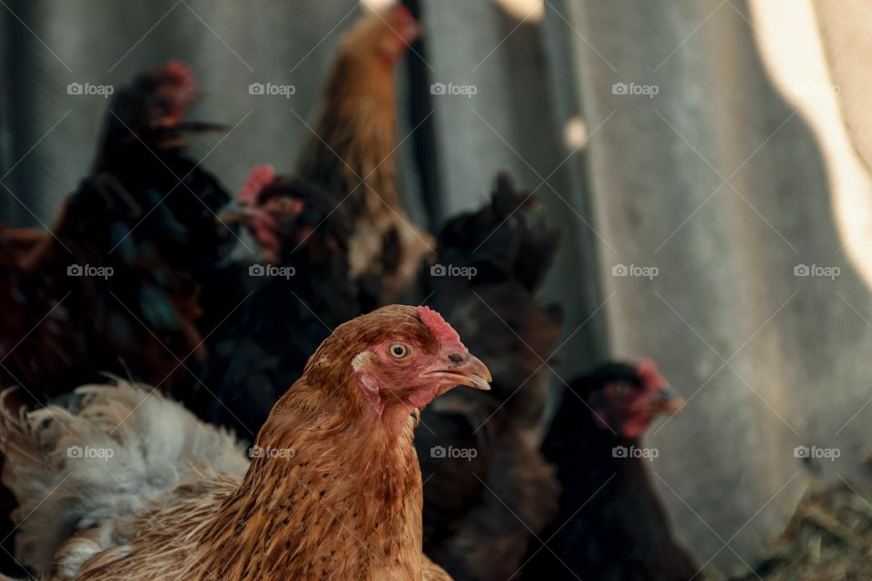 Breeding poultry on the farm. Red chicken close-up. Poultry feeding