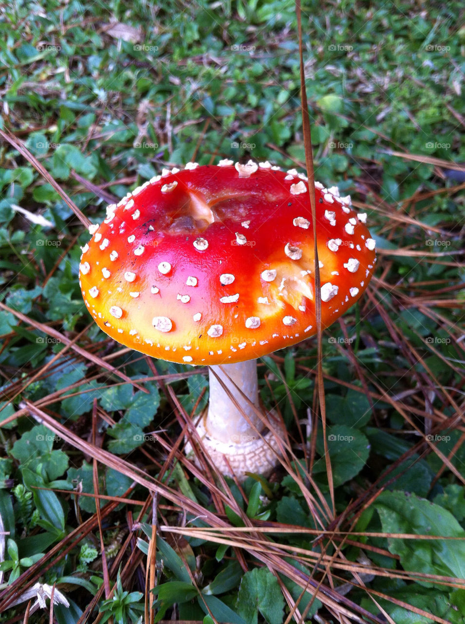 nature red mushroom brazil by febcorrea