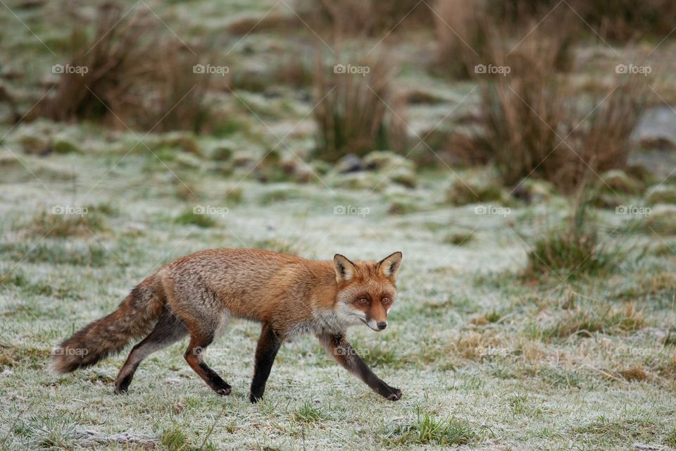 Beautiful colored fox running in the cold winter, trying to find some food. It looked straight at me.