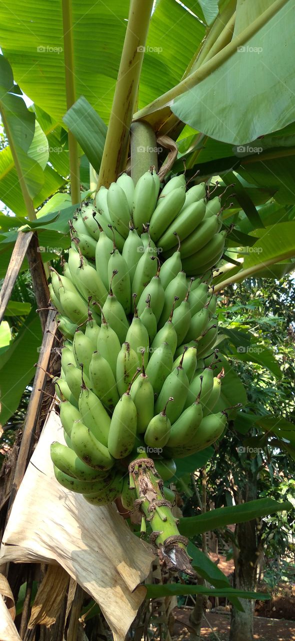 Banana tree