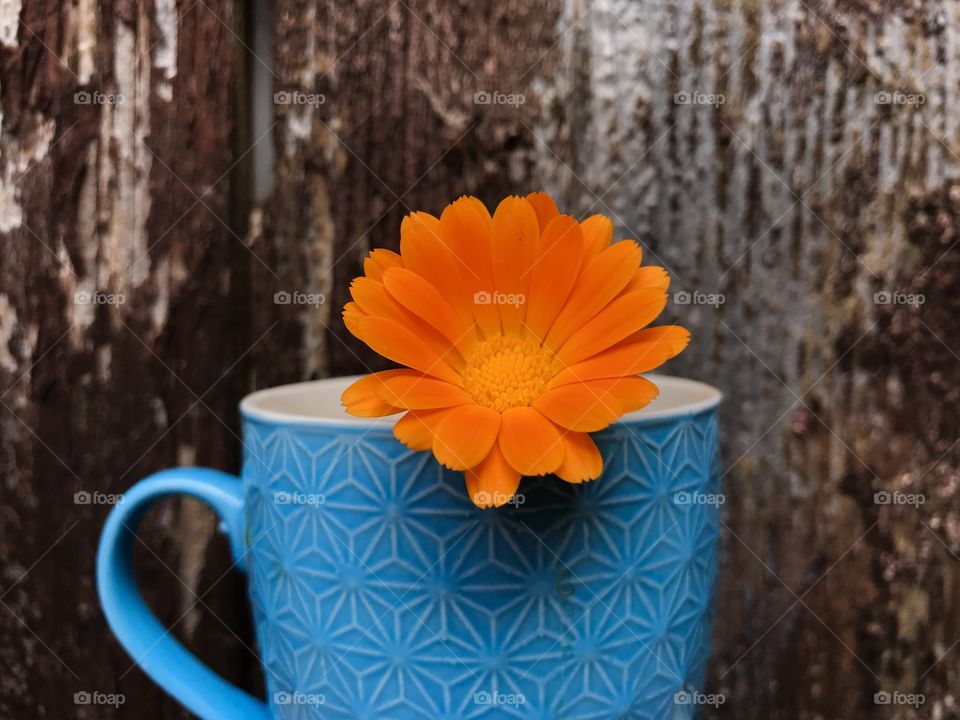 Orange Marigold flower in a blue cup of coffee, for a bit of good luck, and a relaxed afternoon.