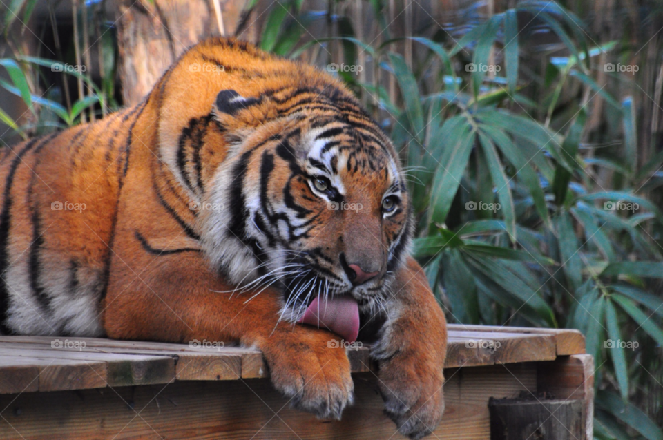 cats tigers bengal by tfmiller