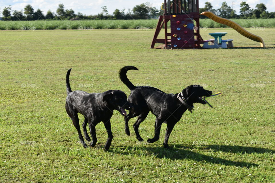 Dogs playing