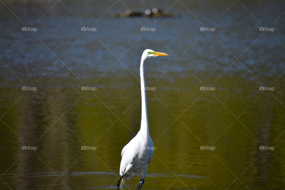 An egret waits for his prey while making small ripples in the lake
