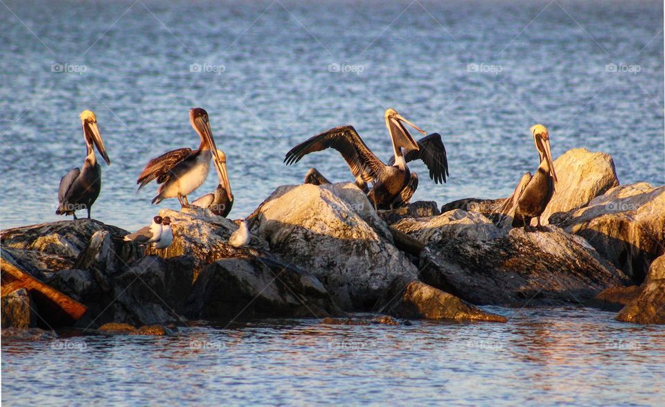 The gulf coast is full of these beautiful birds. I always have my camera with me when I travel to the beach. 