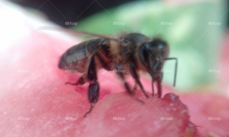 Bees and Red Watermelon