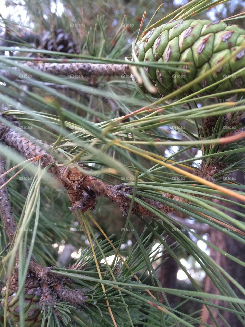 Green pine cone
