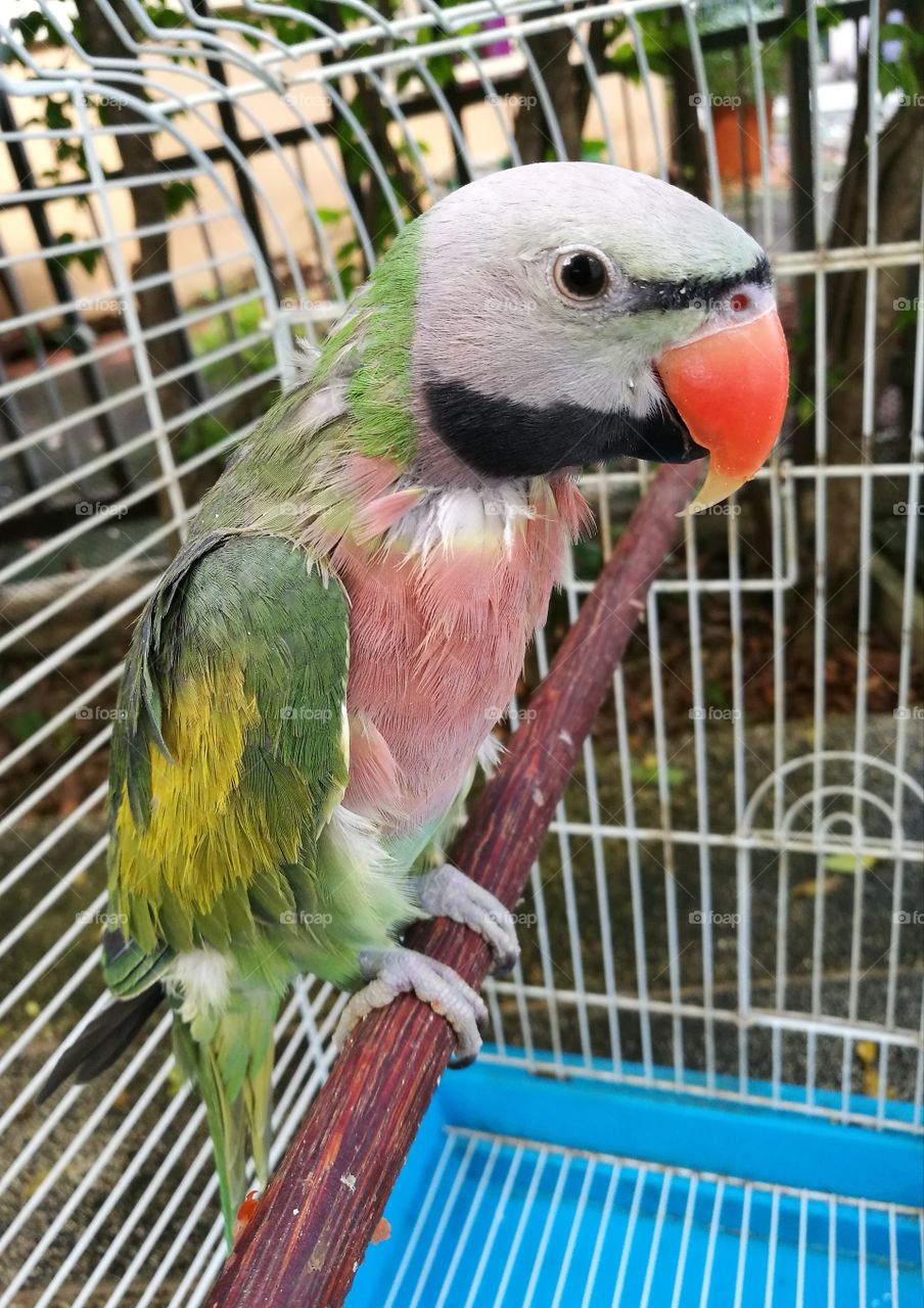 Cute parrot with red beak in a cage