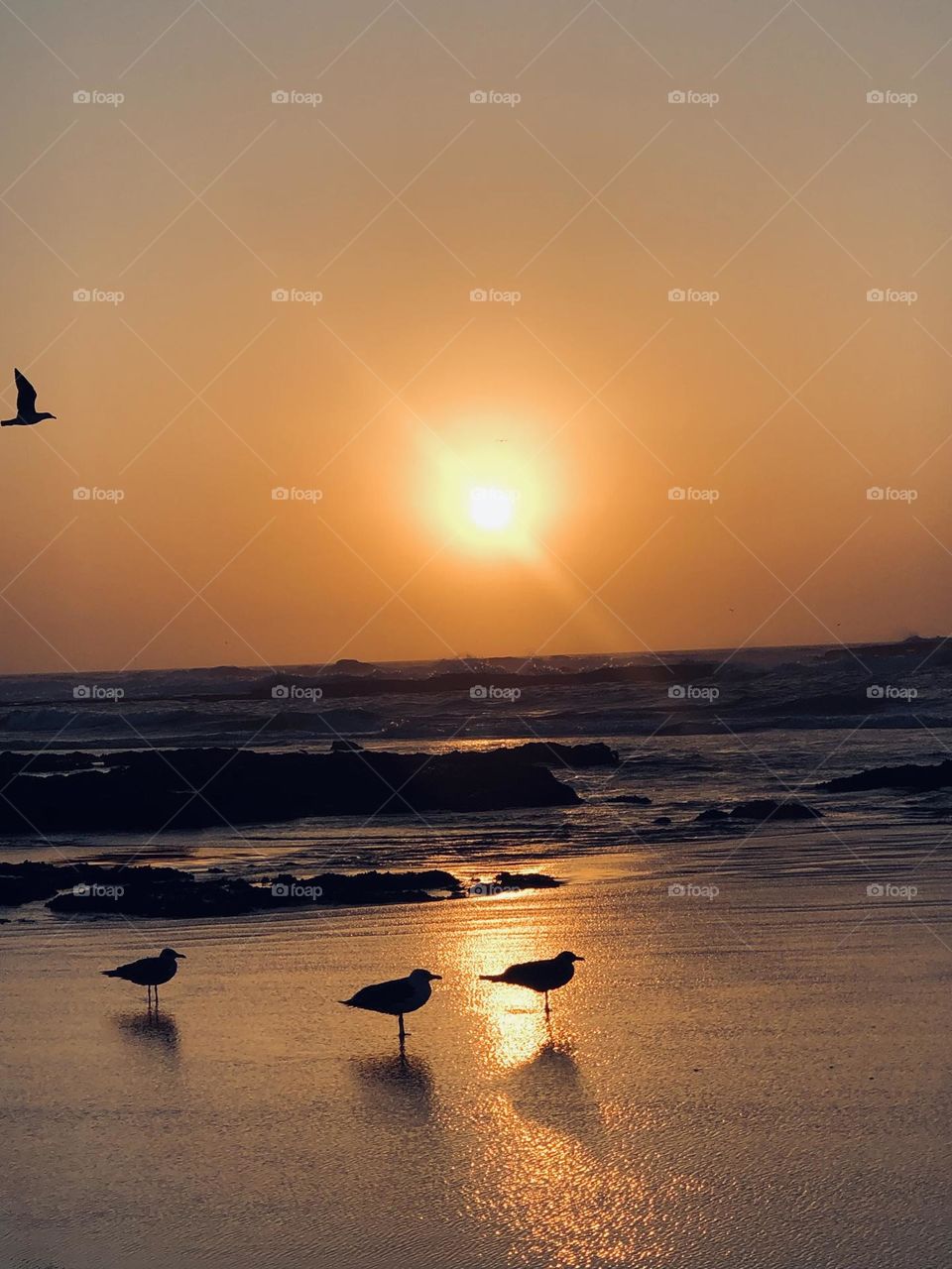 Beautiful seagulls standing against the sunset.