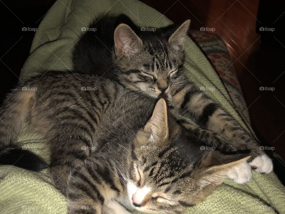 Striped sibling kitties sleeping on a green blanket laying on someone's legs