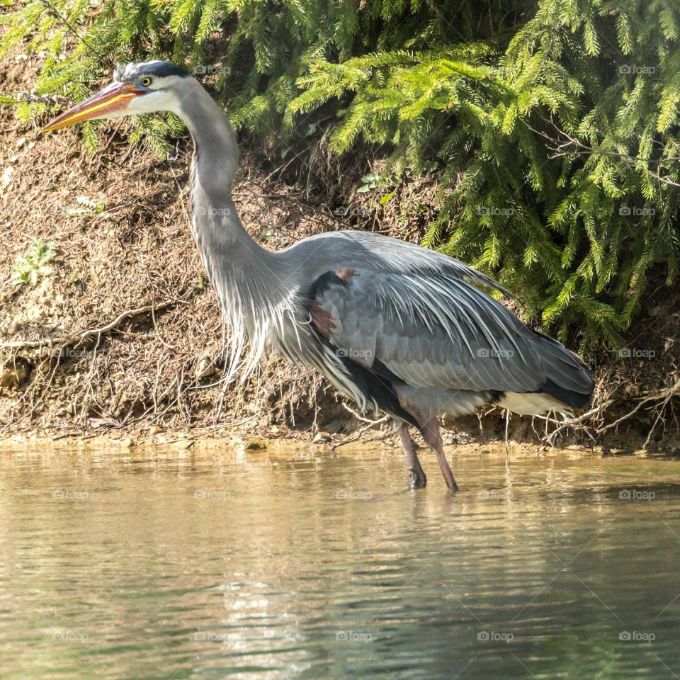 blue heron