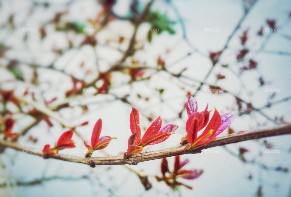 growing red leaves in spring