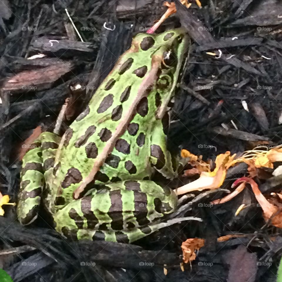 " Northern Leopard frog" 
popular in the province of Ontario and Quebec, Canada
