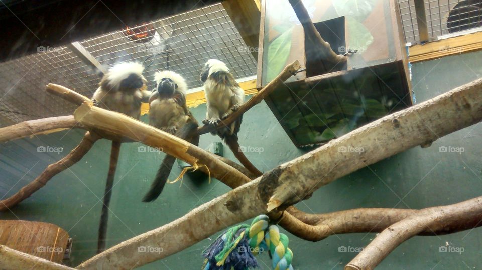 Zoo 3. three monkeys