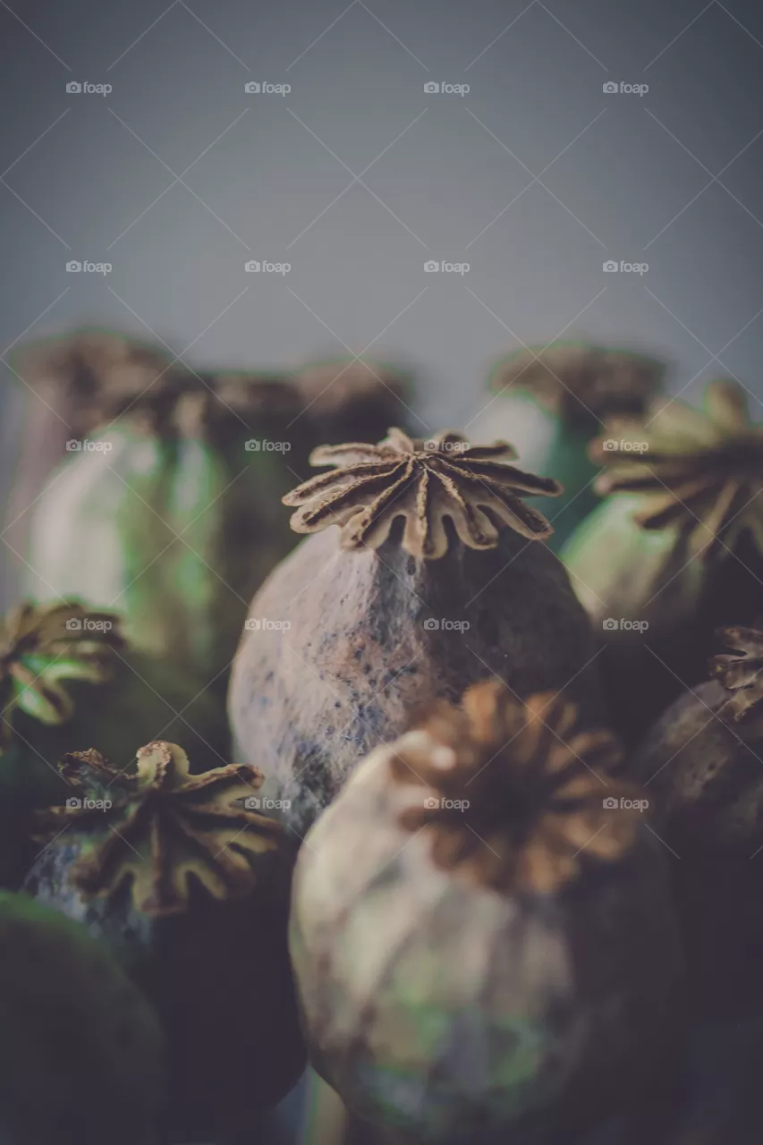 Poppy seed capsules