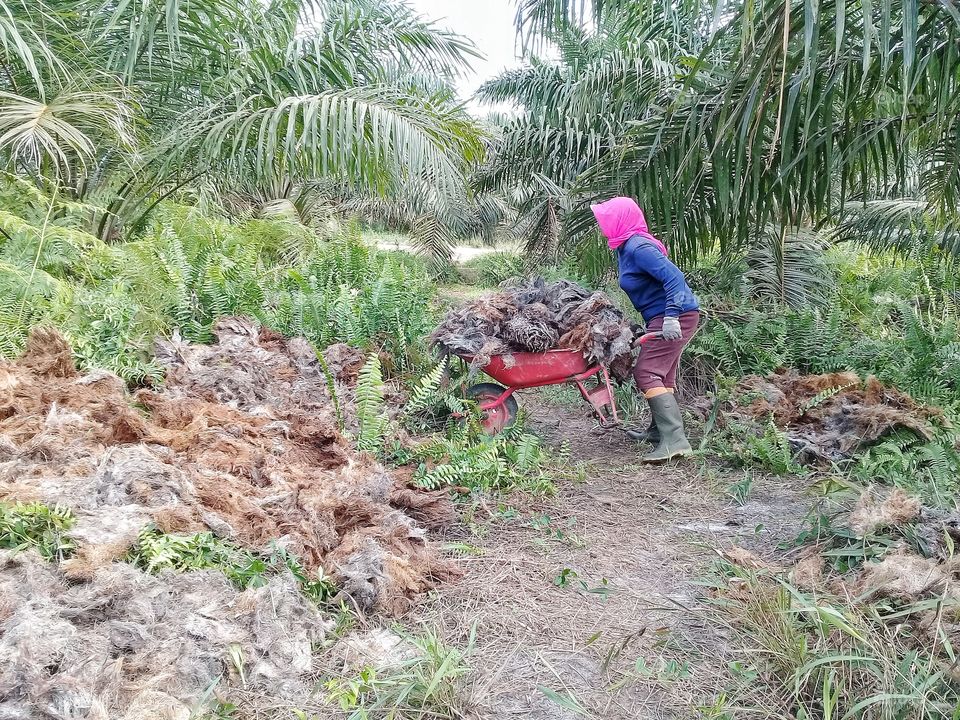 a female laborer is working on appliying oil palm empty fruit bunches between the principal and a long the side of the harvest road in an oil palm plantation company in central kalimantan on november 22,2019