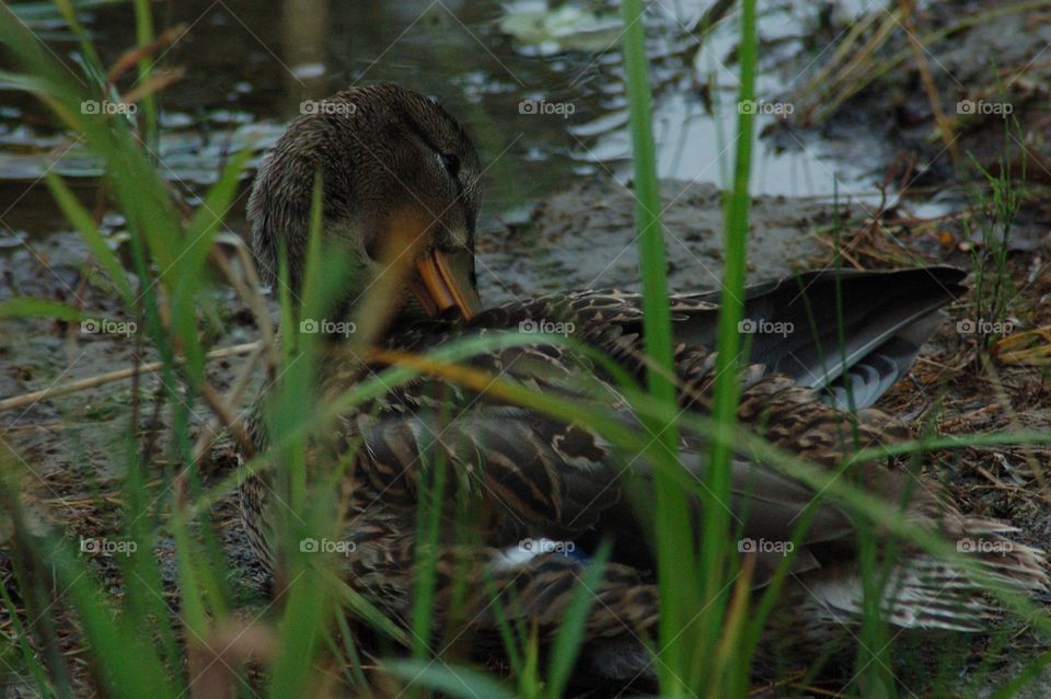 adult duck, mallard, cleaning features with bill, head back to the side