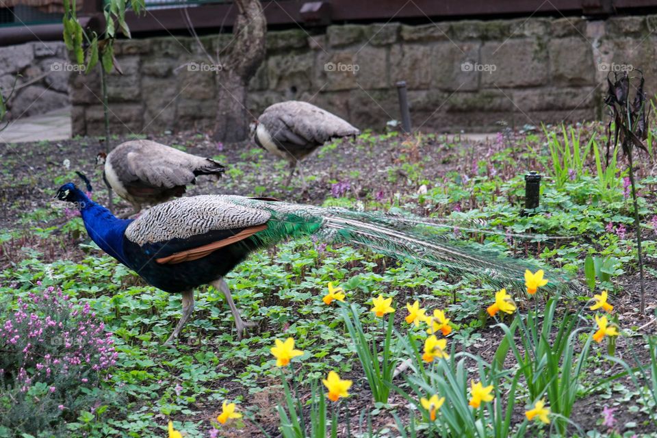 Peacocks on a spring day in flowers