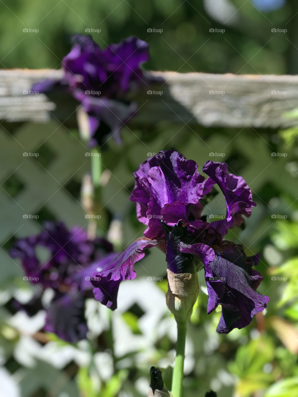 A shot of a trio of beautiful purple irises. The flower in front is in focus while the other two blooms are slightly blurred in the background. The greenery against the white lattice provides contrast & focuses all attention on the blooms. 