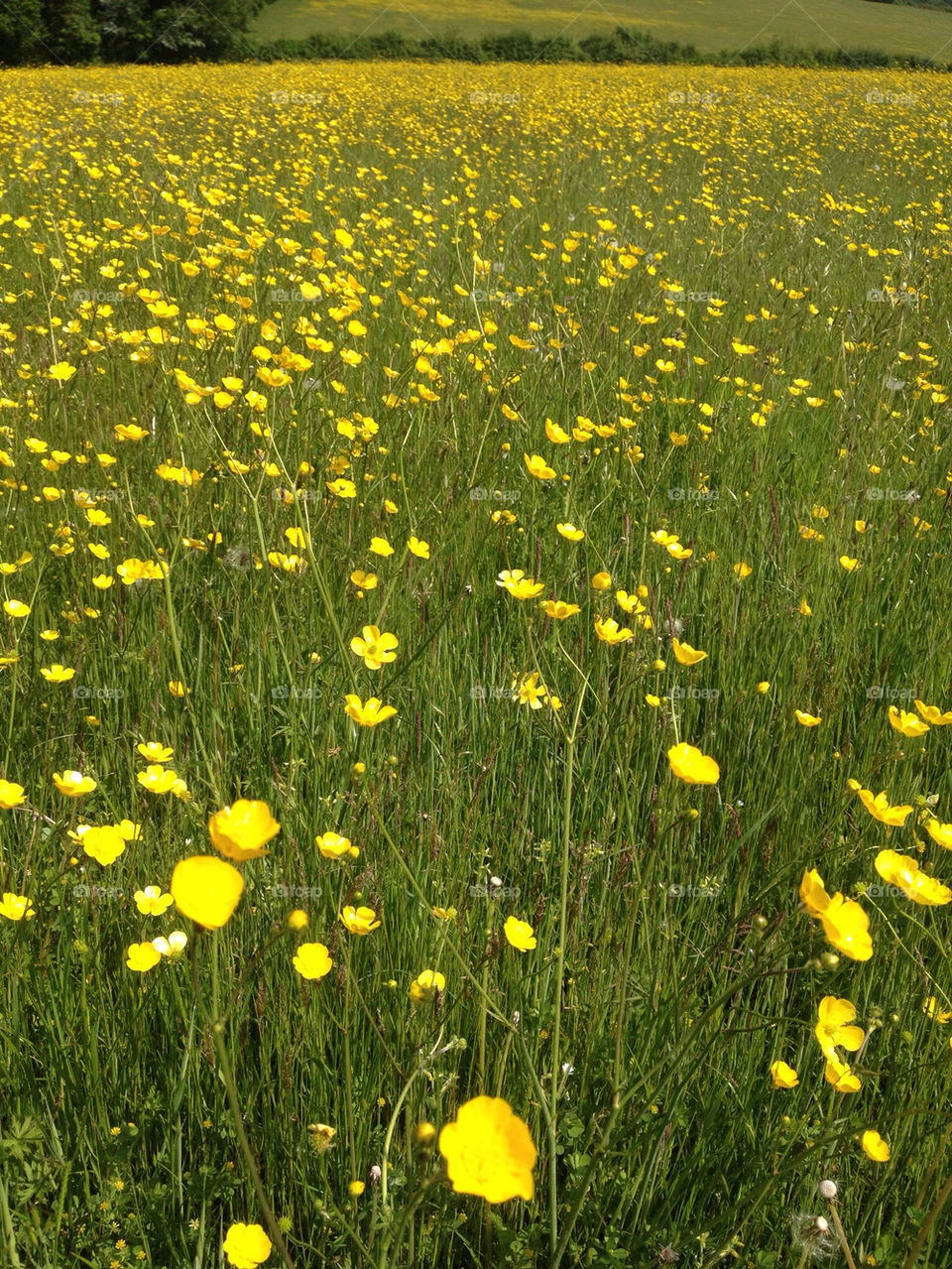 English Buttercup meadow in June