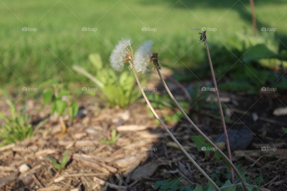 Dandelions 