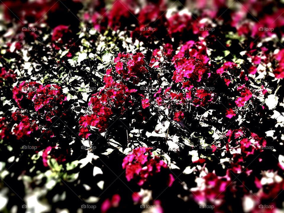 flowers red london autumn by kikicheeky