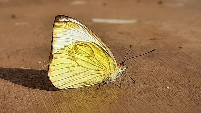 Butterfly, yellow,colorful,nature,insect,animals,beatiful,wings,to fly,antennas,flat