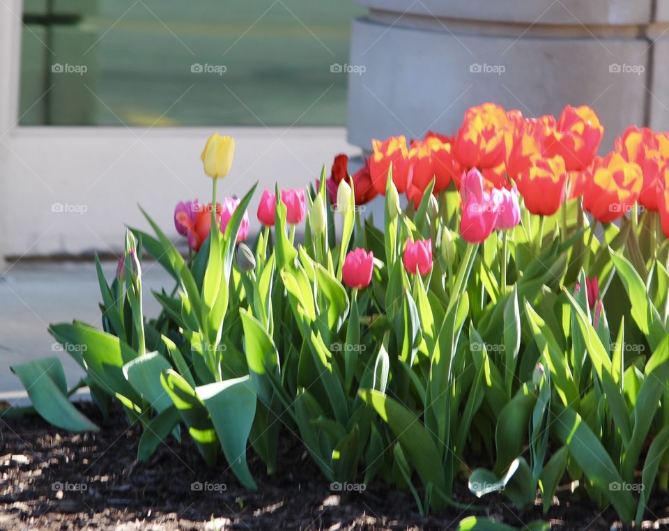 Tulips in the sun