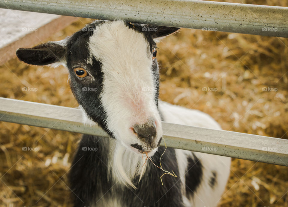 Farm, Animal, Livestock, Agriculture, Mammal