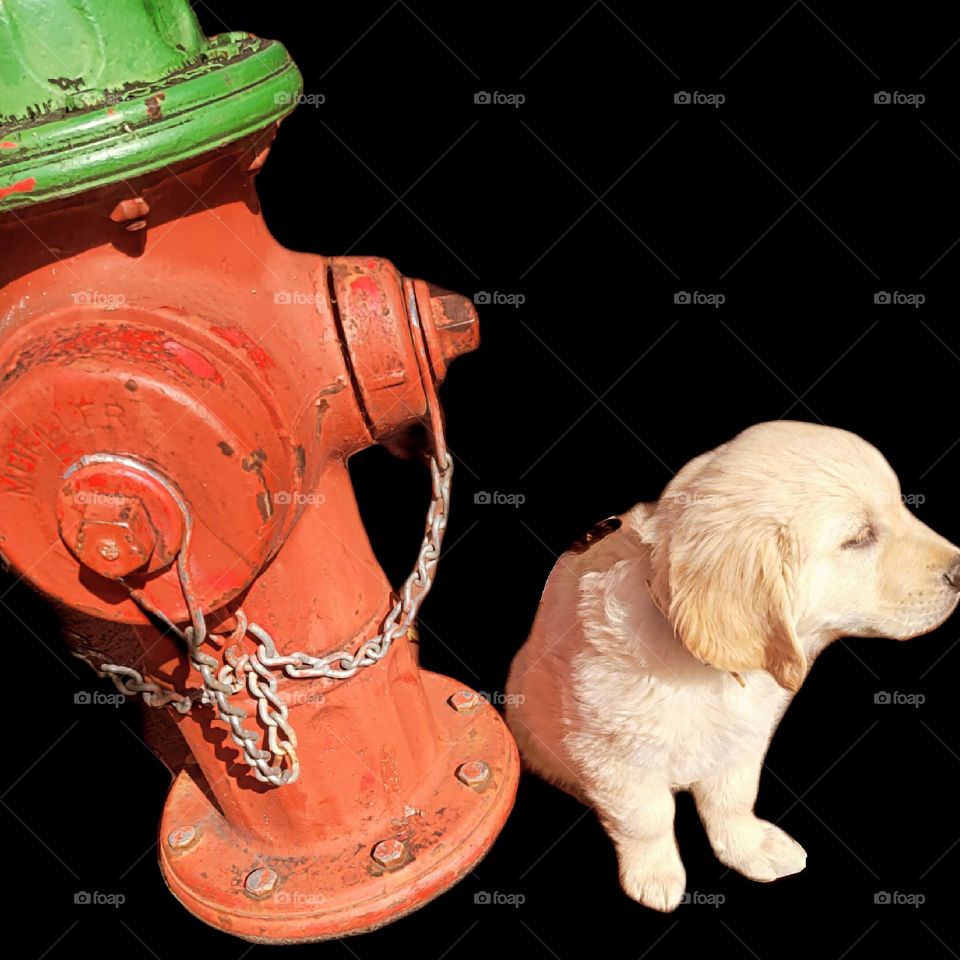 puppy sitting by fire hydrant