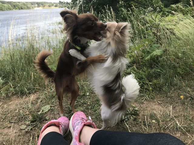 Dogs Playing