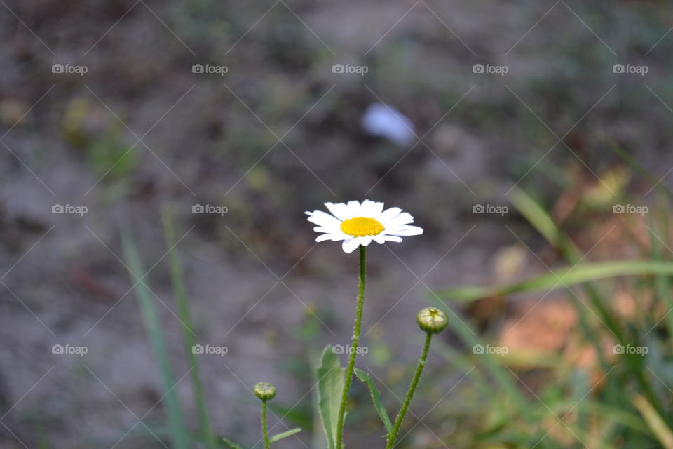 single flower