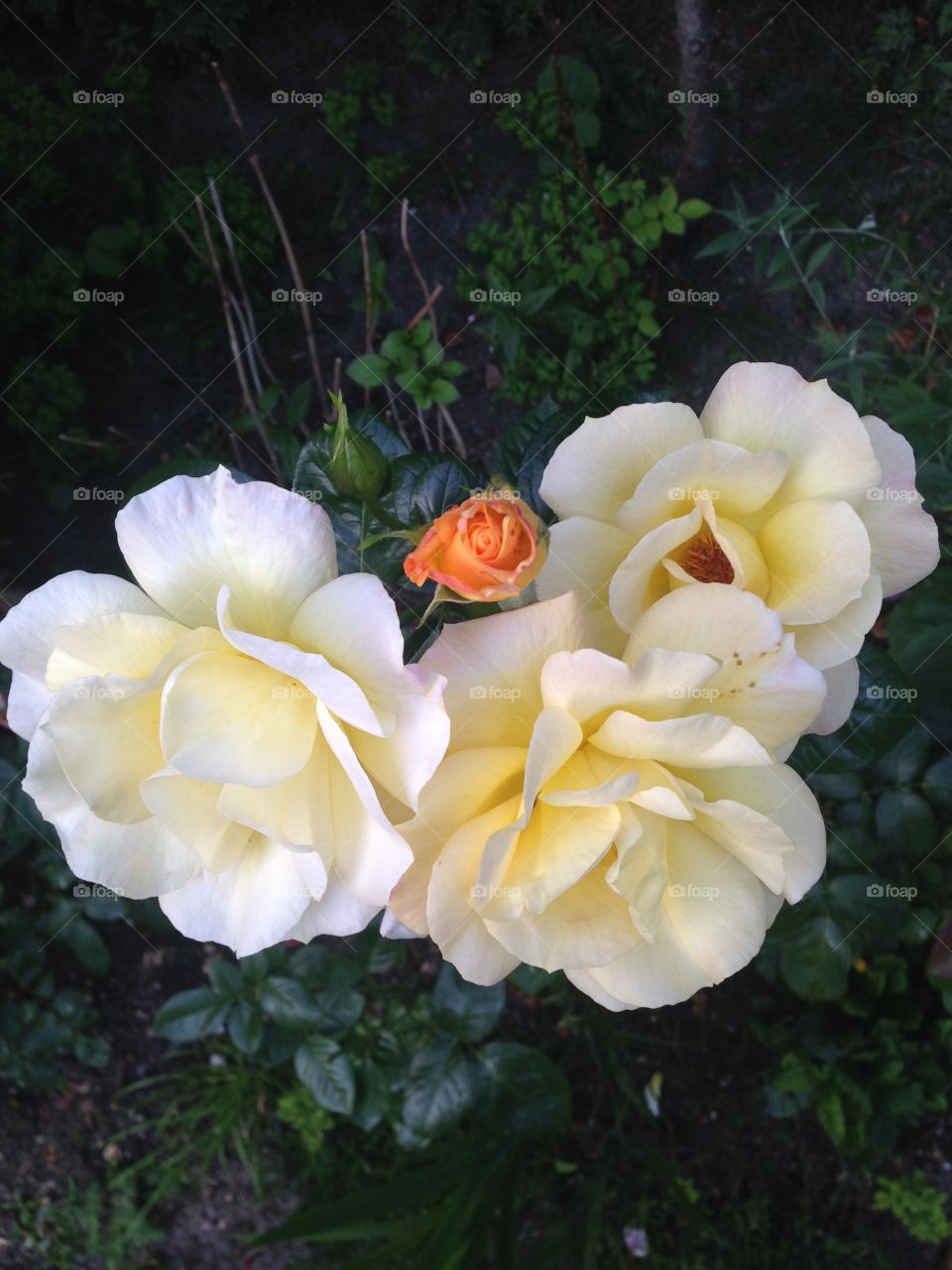 White-yellow roses