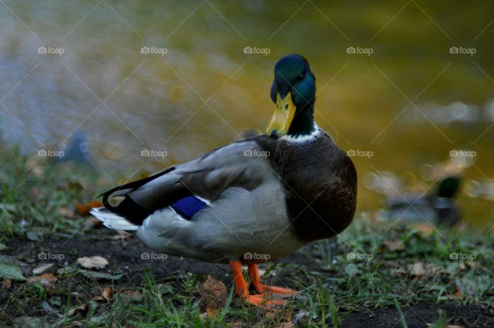 Ducks at autumn