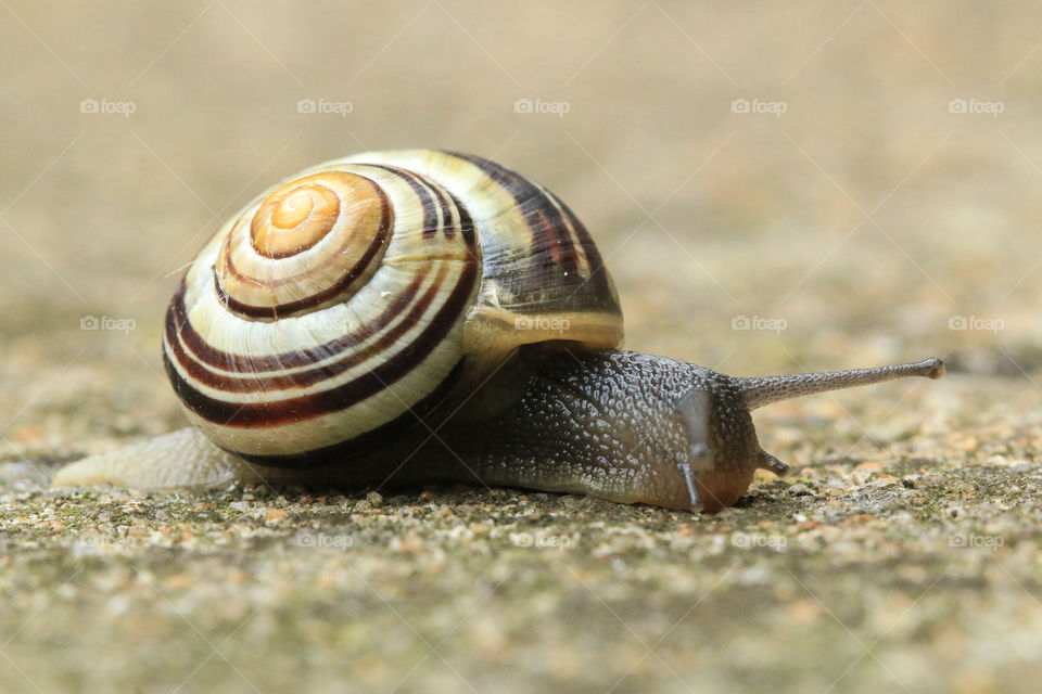 snail