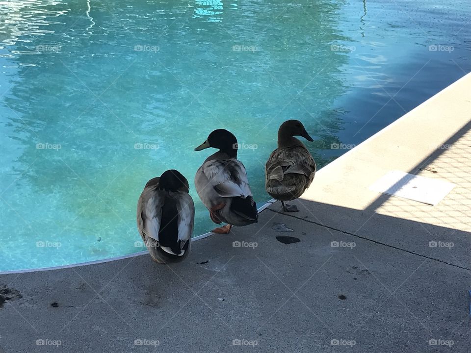 Ducks by the pool 