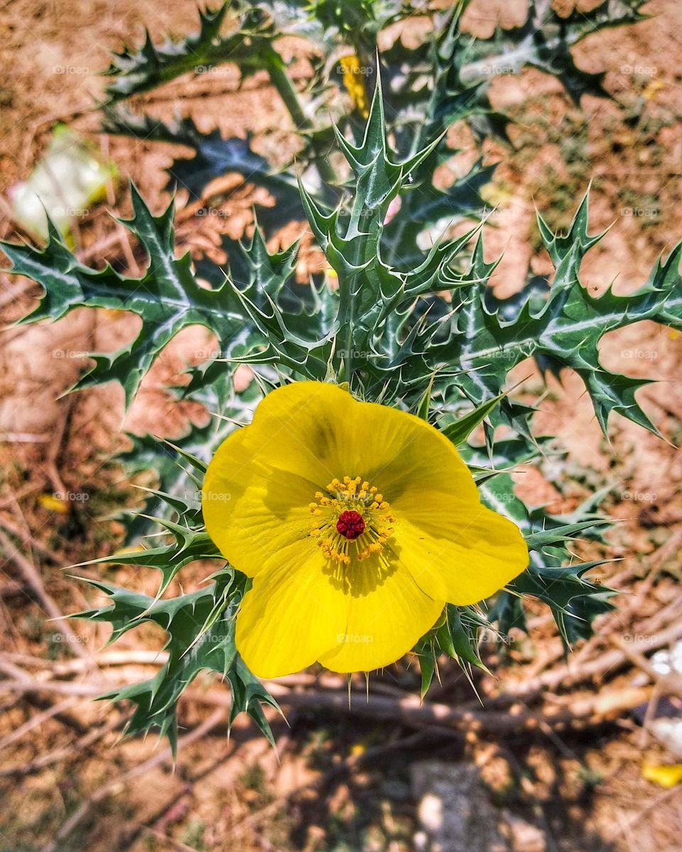 mobile series:plants