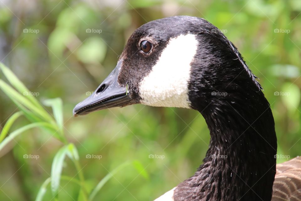 Canadian Goose in Northern Ohio, USA